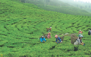 अर्बौं लगानीको नेपाली चिया विश्व बजारमा