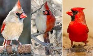 भाले र आधा पोथीको स्वरूप भएको चरा