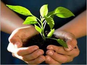 बीउ सूचीकरणमा सहजताबारे अध्ययन गर्न कार्यदल गठन बीउ सूचीकरणमा सहजताबारे अध्ययन गर्न कार्यदल गठन