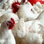 नेपालमा बर्डफ्लुको महामारी : १ लाख ३० हजारभन्दा बढी पंक्षी नष्ट