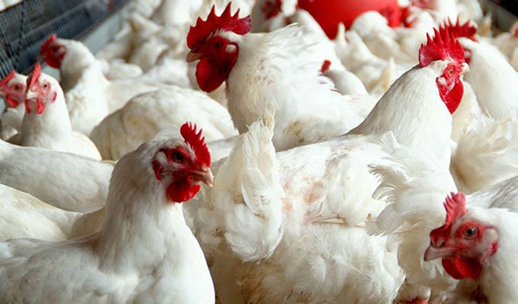 नेपालमा बर्डफ्लुको महामारी : १ लाख ३० हजारभन्दा बढी पंक्षी नष्ट