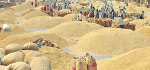 रौतहटमा धान उत्पादनमा २१ हजार मेट्रिक टनले गिरावट, किसान चिन्तित