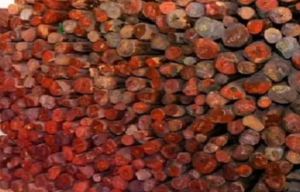 Over 40,000 kgs red sandalwood found in nearly rotten state in Sindhupalchowk Over 40,000 kgs red sandalwood found in nearly rotten state in Sindhupalchowk