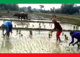 वर्षा कम हुँदा धान रोपाइँ सुस्त, देशभर ११.३३ प्रतिशत मात्रै रोपाइँ सम्पन्न