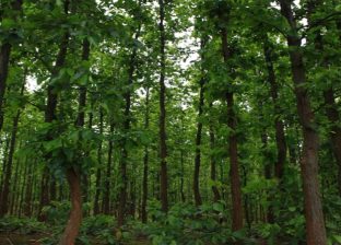 वन तथा वातावरण क्षेत्रका लागि १२ अर्ब ३१ करोड बजेट विनियोजन