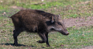 जंगली बँदेललाई धपाउन, पक्रन वा मार्न पाइने, सरकारद्वारा ‘कृषि हानिकारक वन्यजन्तु’ घोषणा जंगली बँदेललाई धपाउन, पक्रन वा मार्न पाइने, सरकारद्वारा ‘कृषि हानिकारक वन्यजन्तु’ घोषणा