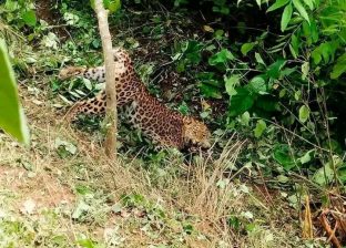 हेटौँडाको सिमेन्ट रोड क्षेत्रमा फेरि चितुवा देखियो, स्थानीयलाई सतर्क रहन आग्रह हेटौँडाको सिमेन्ट रोड क्षेत्रमा फेरि चितुवा देखियो, स्थानीयलाई सतर्क रहन आग्रह