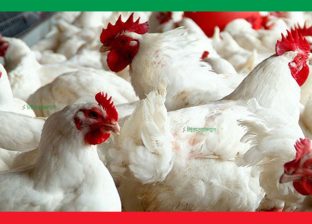 नेपालमा बर्डफ्लुको महामारी : १ लाख ३० हजारभन्दा बढी पंक्षी नष्ट