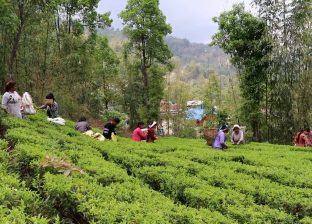 ‘फस्ट फ्लस’को चिया टिपाइ धमाधम, गुणस्तरीय उत्पादनको संभावना