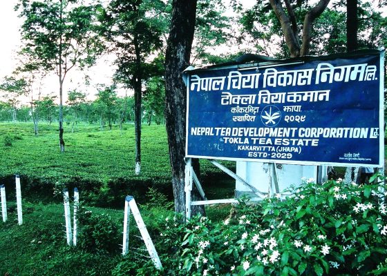 नेपाल चिया विकास निगमको सञ्चालन आम्दानी १ अर्ब माथि, आईपीओ निष्कासनको तयारी