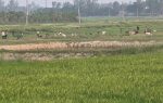 धान रोपाइँको चटारो : ब्याडमा बीउ तयार, आकाशे पानीको पर्खाइमा किसान
