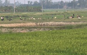 धान रोपाइँको चटारो : ब्याडमा बीउ तयार, आकाशे पानीको पर्खाइमा किसान धान रोपाइँको चटारो : ब्याडमा बीउ तयार, आकाशे पानीको पर्खाइमा किसान