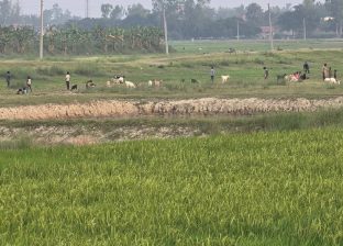 धान रोपाइँको चटारो : ब्याडमा बीउ तयार, आकाशे पानीको पर्खाइमा किसान
