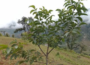 दाँते ओखर खेती