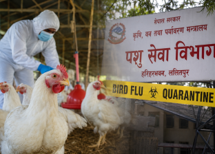 बर्ड फ्लु संक्रमण ११ जिल्लामा फैलियो, ५ लाख ६९ हजारभन्दा बढी कुखुरा नष्ट बर्ड फ्लु संक्रमण ११ जिल्लामा फैलियो, ५ लाख ६९ हजारभन्दा बढी कुखुरा नष्ट