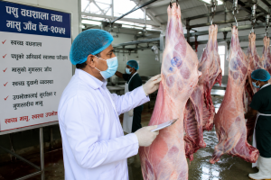 मासु उद्योगमा नियमन कडाइ, गुणस्तर मापदण्डले बजारको संरचना बदल्ने