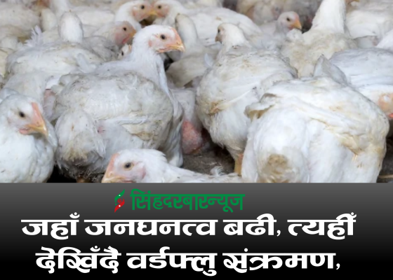 जहाँ जनघनत्व बढी, त्यहीँ देखिँदै वर्डफ्लु संक्रमण, अधिकांश जिल्लामा नियन्त्रण भए पनि उपत्यका र काभ्रेमा जोखिम 