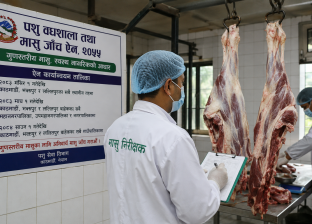काठमाडौं उपत्यकामा मंसिरदेखि मासु जाँच अनिवार्य, देशभर चरणबद्ध कार्यान्वयन हुँदै काठमाडौं उपत्यकामा मंसिरदेखि मासु जाँच अनिवार्य, देशभर चरणबद्ध कार्यान्वयन हुँदै