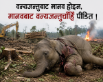 वन्यजन्तुबाट मानव होइन, मानवबाट वन्यजन्तुचाँहि पीडित ! वन्यजन्तुबाट मानव होइन, मानवबाट वन्यजन्तुचाँहि पीडित !