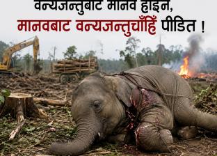 वन्यजन्तुबाट मानव होइन, मानवबाट वन्यजन्तुचाँहि पीडित ! वन्यजन्तुबाट मानव होइन, मानवबाट वन्यजन्तुचाँहि पीडित !
