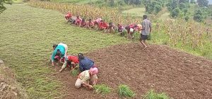 हराउँदै रैथाने बाली : कोदोमा देखिएको सम्भावना हराउँदै रैथाने बाली : कोदोमा देखिएको सम्भावना