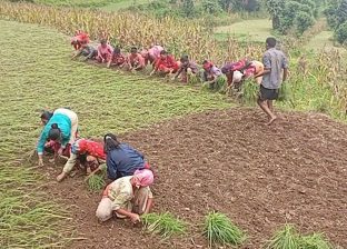 हराउँदै रैथाने बाली : कोदोमा देखिएको सम्भावना हराउँदै रैथाने बाली : कोदोमा देखिएको सम्भावना