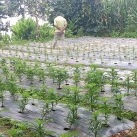 व्यावसायिक कृषि र पशुपालनतर्फ चिसापानीका युवाहरू 
