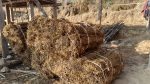 युवाले गाउँ छाडे, बहुउपयोगी जडिबुटी चिराइतो खेतीप्रति मोह घट्यो युवाले गाउँ छाडे, बहुउपयोगी जडिबुटी चिराइतो खेतीप्रति मोह घट्यो