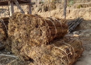युवाले गाउँ छाडे, बहुउपयोगी जडिबुटी चिराइतो खेतीप्रति मोह घट्यो युवाले गाउँ छाडे, बहुउपयोगी जडिबुटी चिराइतो खेतीप्रति मोह घट्यो