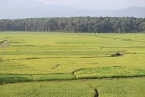 कर्णालीमा खेती गरिएको ६९ प्रतिशत जमिन सिँचाइविहीन कर्णालीमा खेती गरिएको ६९ प्रतिशत जमिन सिँचाइविहीन