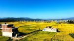 सुनौलो धानले सिँगारियो वीरेन्द्रनगर उपत्यका (तस्बिरहरु)