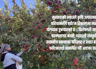 हिमालपारी ‘झ्याउ’ मानिएको ‘स्याउ’ले कसरी बदल्यो जीवनस्तर ? 